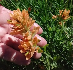 Castilleja gracillima