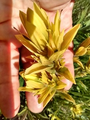 Castilleja gracillima