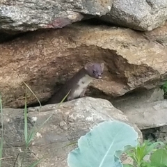 Mustela