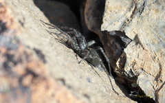 Pardosa groenlandica