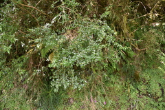 Ligustrum morrisonense