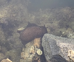 Aplysia californica