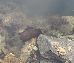 Aplysia californica