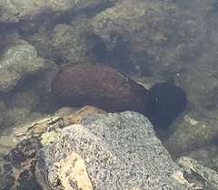 Aplysia californica