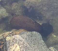 Aplysia californica