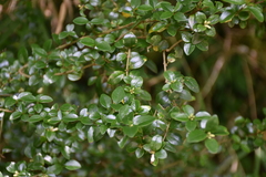Ligustrum morrisonense