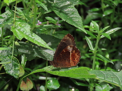 Pedaliodes baccara baccara
