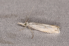 Crambus albellus