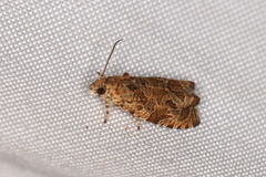 Olethreutes olivaceana