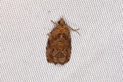 Olethreutes olivaceana