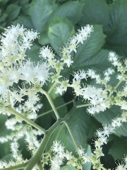 Rodgersia aesculifolia