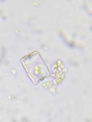 Odontidium mesodon