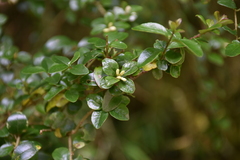 Ligustrum morrisonense