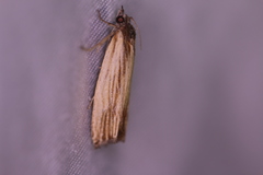 Eucosma radiatana