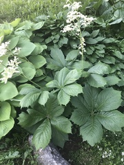 Rodgersia aesculifolia