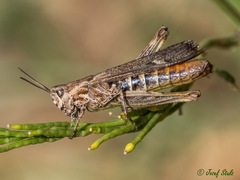 Chorthippus vagans