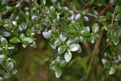 Ligustrum morrisonense