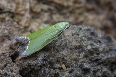 Prasinoxena