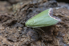 Prasinoxena