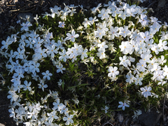 Phlox multiflora