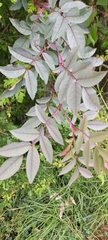 Rosa glauca