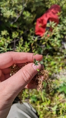 Vaccinium microcarpum