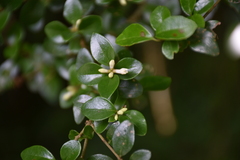 Ligustrum morrisonense