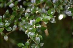 Ligustrum morrisonense