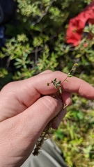 Vaccinium microcarpum