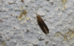 Cyrnus