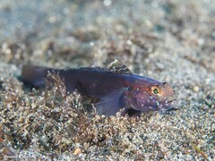 Gobius gasteveni