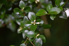 Ligustrum morrisonense