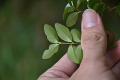 Ligustrum morrisonense