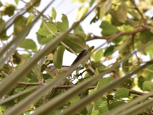 Delicate Prinia (Prinia lepida), photo 7
