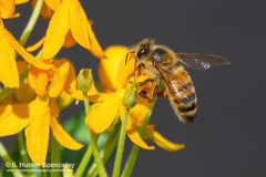 Apis mellifera