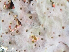 Lissoclinum perforatum