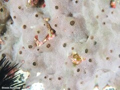 Lissoclinum perforatum