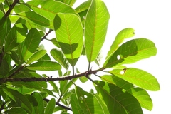 Ficus obtusifolia