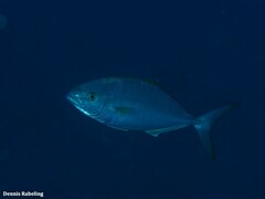 Seriola fasciata
