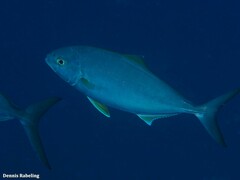 Seriola fasciata