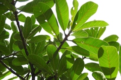 Ficus obtusifolia