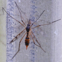 Ptychoptera quadrifasciata