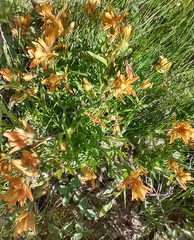 Castilleja gracillima