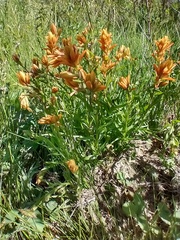 Castilleja gracillima