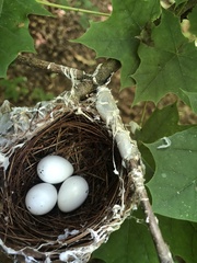 Vireo solitarius