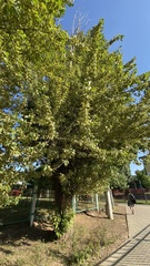 Populus × berolinensis