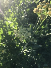Levisticum