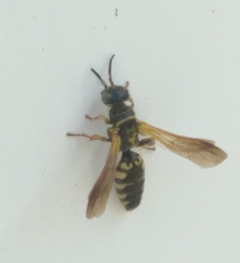 Myzinum carolinianum