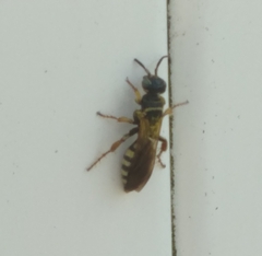 Myzinum carolinianum