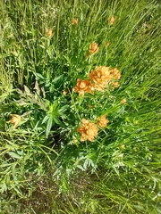 Castilleja gracillima